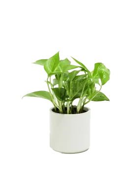 Lively Root Golden Pothos Kit